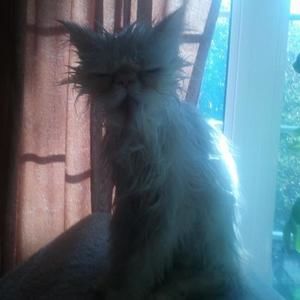 Meet your Posher, Sherry